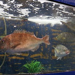 生簀のイメージ